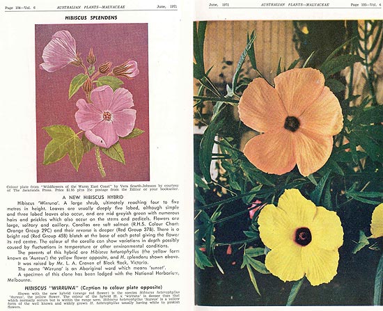 Australian Plants, June 1971