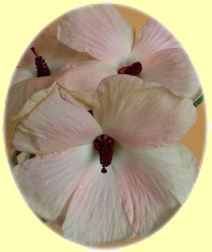 Seedlings of Hibiscus divaricatus x Hibiscus splendens