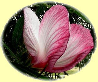 Hibiscus hetrophyllus