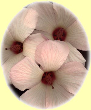 Hibiscus 'Montburg Pink'